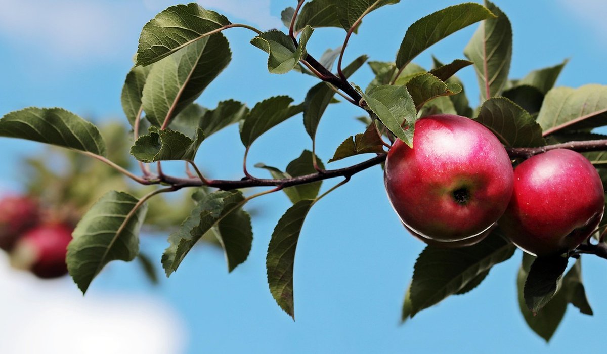 Making Sloe Gin and Other Foraged Fruit Liqueurs