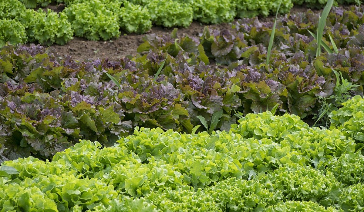 The Role of Crop Rotation in a Productive Vegetable Plot